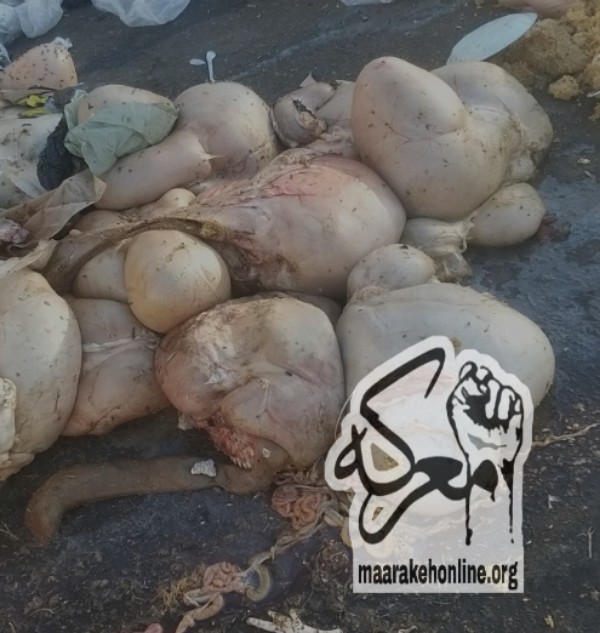 بالصور- مشهد النفايات في أرض جلول .. مشاهد لبنان القبيحة تتمدد والسبب أكبر من الجميع