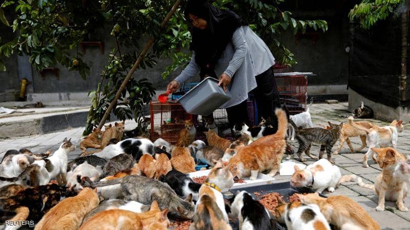 إندونيسية تحول منزلها إلى ملجأ لمئات القطط l 24 ديسمبر 2019