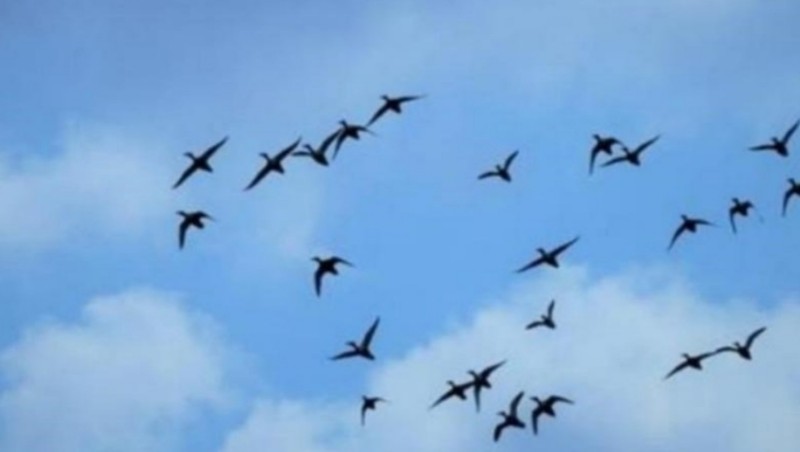 صيد الطيور في لبنان ” بيان صادر عن بلدية معركة”