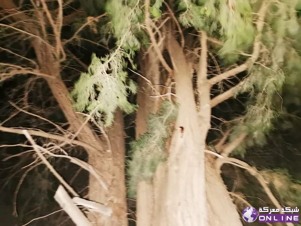 طريق البازورية – برج الشمالي/طيردبا تنقطع بسبب تساقط الأشجاروأسلاك الكهرباء بسبب العاصفة | 