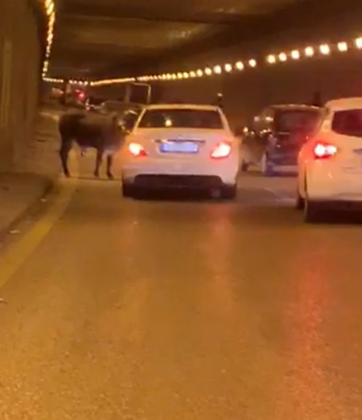 .بالفيديو: ثور ينطح سيارة ويثير رعب الركاب بداخلها! 