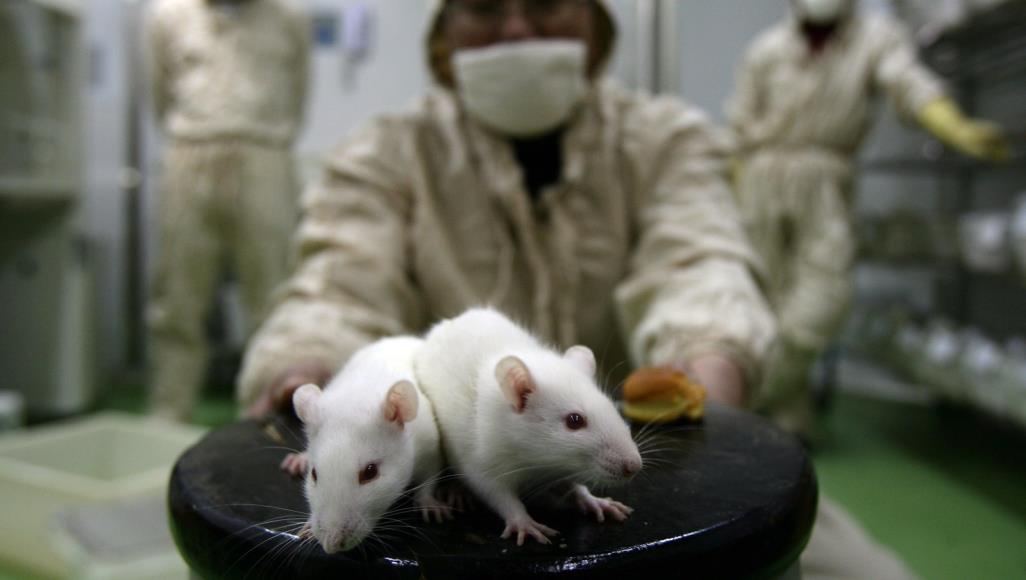 ظهور وباء جديد بالصين بسبب فيروس قادم من الفئران