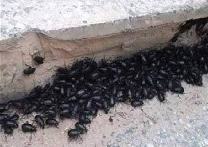 هذه هي الحشرات التي تجتاح لبنان.. حديث لموقع الوادي عنها مع المهندس الزراعي حسن حمزة!  مايو 16, 2020