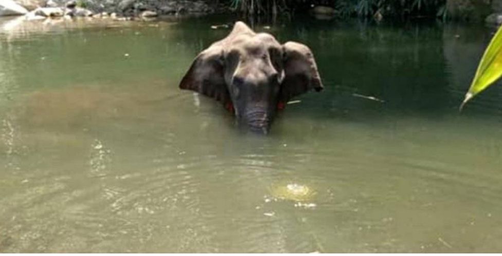 فاكهة تودي بأنثى فيل حامل في الهند 4 حزيران 2020 
