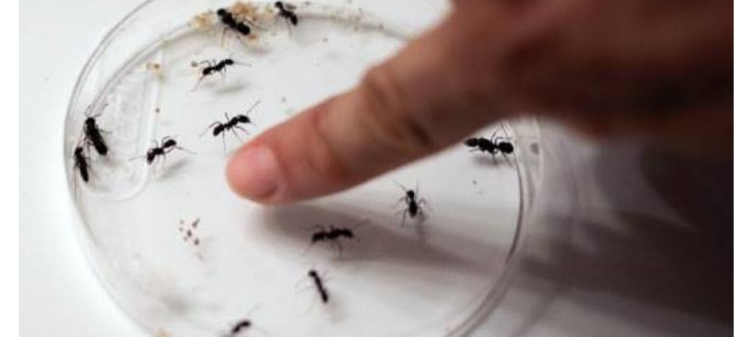عالم يتابع بحوثه على النمل خلال الحجْر المنزلي 5 حزيران 2020