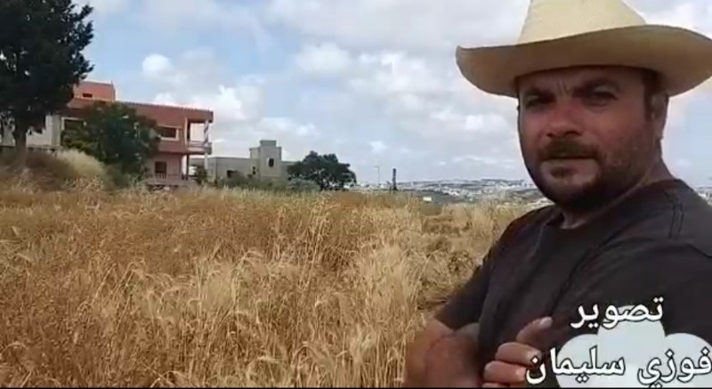 بالفيديو-.سنابل القمح تمد تيجانها الذهبية في اراضي معركة