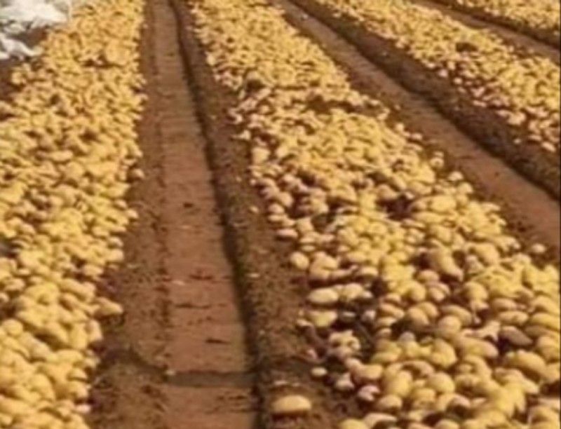 أزمة “وفرة إنتاج البطاطا” تضرب لبنان: أطنان معرّضة للتلف