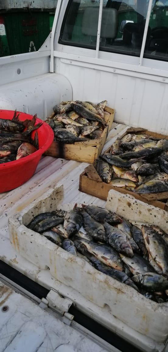 بعد تحذير مصلحة الليطاني.. السمك الملوث في بيروت  فى: يوليو 05, 2020