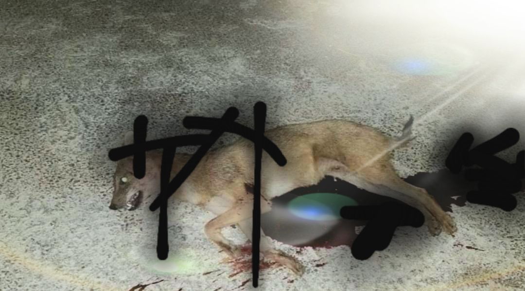 إصابة مواطنين في المجدل ـ الكورة تعرضا لهجوم من حيوان بري (صورة) 04-09-2020 