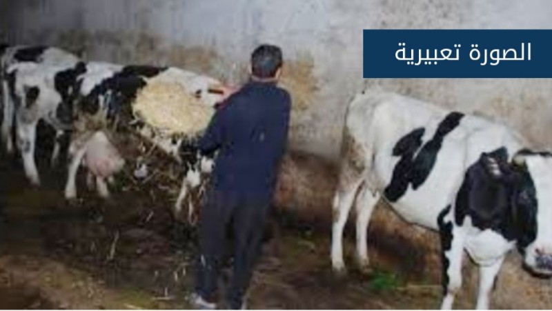 سوري يسرق الأبقار من جنوب لبنان ليبيعها في البقاع!!