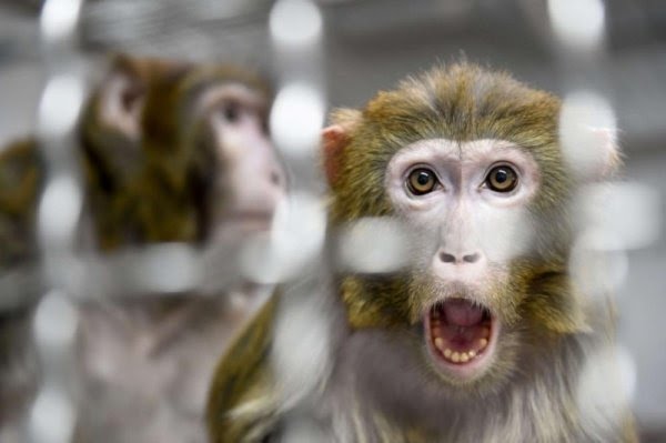 استفتاء 'تاريخي' في سويسرا قد يمنح القردة 'حقوقا أساسية' كالبشر
