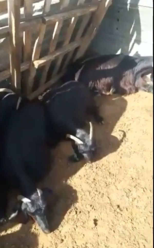 .بالفيديو: جريمة في مشغرة ضحيتها مئات من رؤوس الماعز