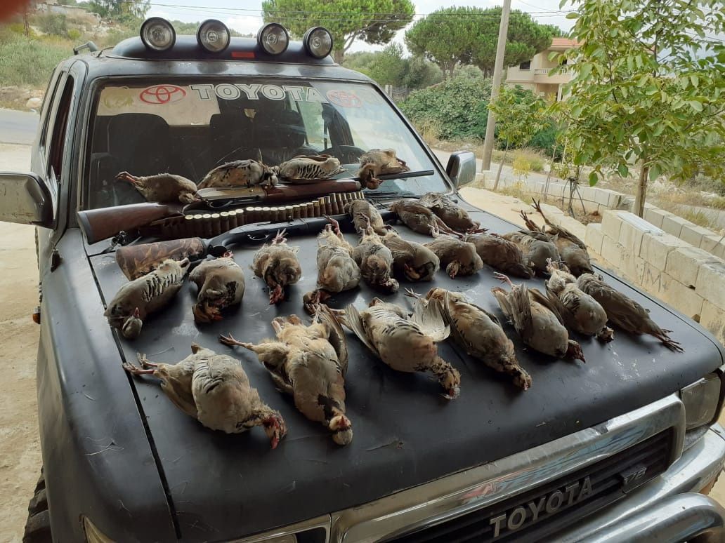 مجزرة تطاول طيور الحجل… و”غرين ايريا” تضع الجريمة بعهدة وزارة البيئة