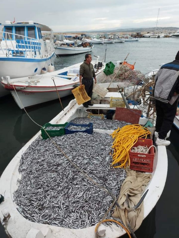 بالصور: بحر صور يفيض بخيراته مع أطنان من الأسماك في مراكب صياديه