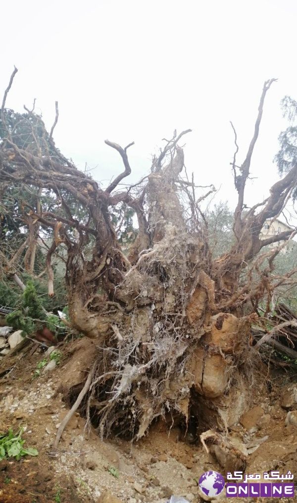 الرياح القوية اقتلعت شجرة معمرة في بلدة معركة الجنوبية