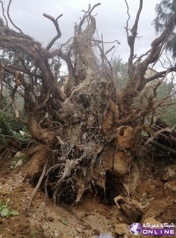 الرياح القوية اقتلعت شجرة معمرة في بلدة معركة الجنوبية