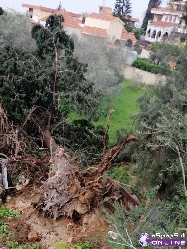 الرياح القوية اقتلعت شجرة معمرة في بلدة معركة الجنوبية