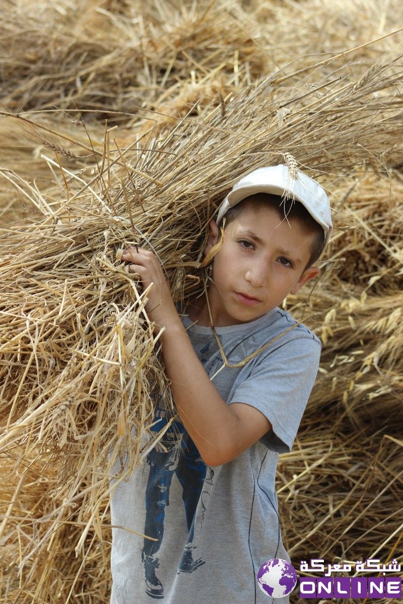 بالصور.. حسين محمد سليمان   يساعد والده في الحقل