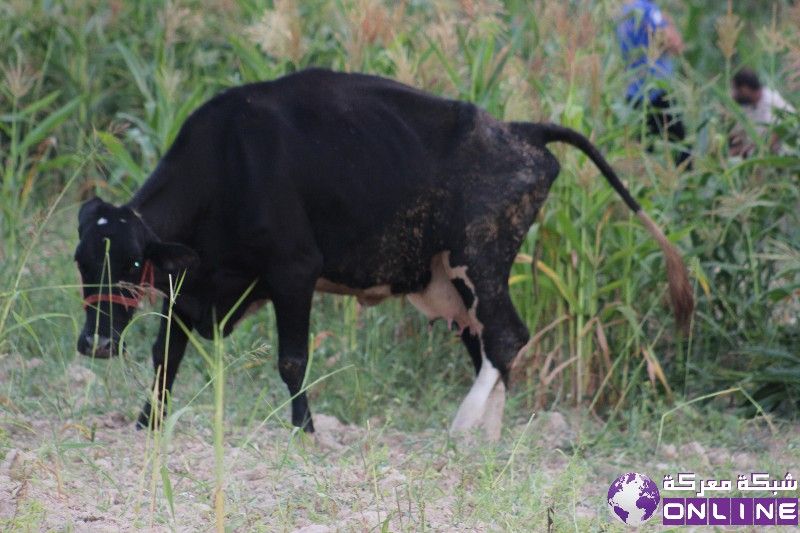 تربية «الأبقار»..المنتجة للحليب...مهمة الشاقة  تنشط تربيتها بسرعة لافتة في بلدة معركة