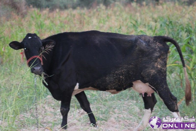تربية «الأبقار»..المنتجة للحليب...مهمة الشاقة  تنشط تربيتها بسرعة لافتة في بلدة معركة