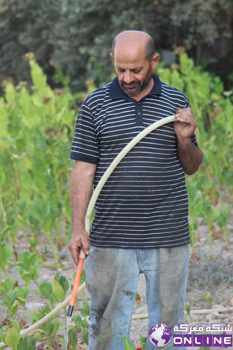 زراعة مختلف أنواع الخضار الصيفية · بدأ المعلم نبيل طراد في منطقة المرج  التابعة لمعركة بزراعة الخضار الصيفية 