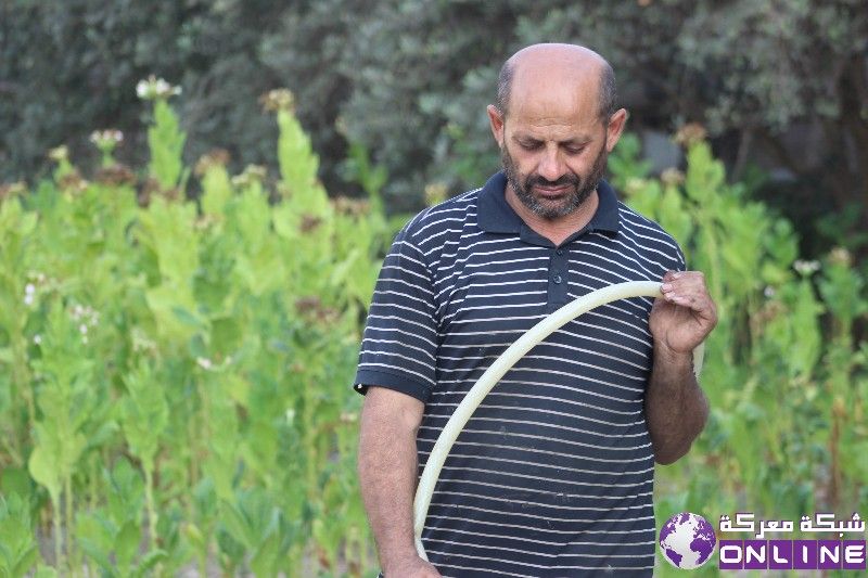زراعة مختلف أنواع الخضار الصيفية · بدأ المعلم نبيل طراد في منطقة المرج  التابعة لمعركة بزراعة الخضار الصيفية 